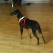 Blanding af racer Capriola´s prins Tio 