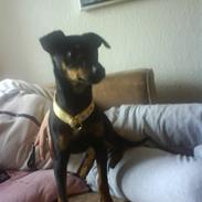 Blanding af racer Capriola´s prins Tio 