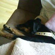 Blanding af racer Capriola´s prins Tio 