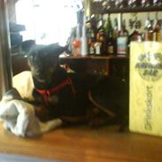 Blanding af racer Capriola´s prins Tio 