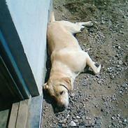 Labrador retriever Lulu