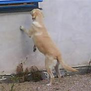 Labrador retriever Lulu