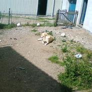 Labrador retriever Lulu