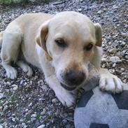 Labrador retriever Lulu