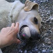 Labrador retriever Lulu