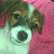 Jack russell terrier Rollo 