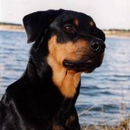 Rottweiler Nikita