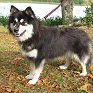 Finsk lapphund Leijona Aila Mille