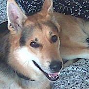 Blanding af racer Basse R.I.P