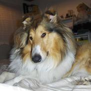 Collie langhåret Jaco