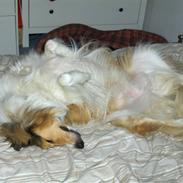 Collie langhåret Jaco