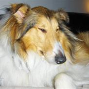 Collie langhåret Jaco