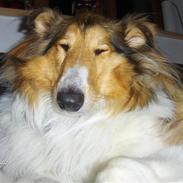 Collie langhåret Jaco