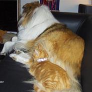 Collie langhåret Jaco