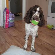 Engelsk springer spaniel Laika