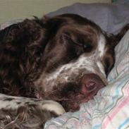 Engelsk springer spaniel Laika