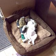 Engelsk springer spaniel Laika