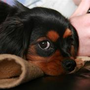 Cavalier king charles spaniel Tyson