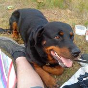 Rottweiler Freja