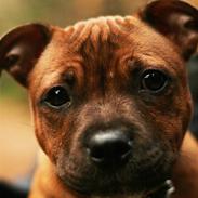 Staffordshire bull terrier Angelic Staff Yajo Manu