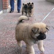 Eurasier Oskar (Blue Moon)