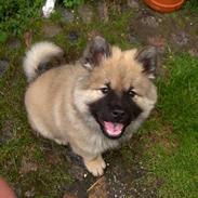 Eurasier Oskar (Blue Moon)