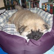 Eurasier Oskar (Blue Moon)