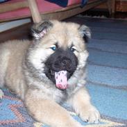 Eurasier Oskar (Blue Moon)