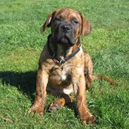 Boerboel Casio "Sif"