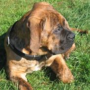 Boerboel Casio "Sif"