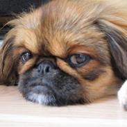 Pekingeser Nala