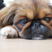 Pekingeser Nala