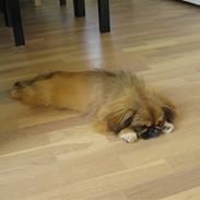 Pekingeser Nala
