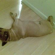 Bullmastiff Møffe (rip)