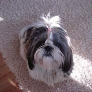 Shih tzu Rosa