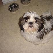 Shih tzu Rosa