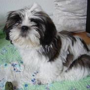 Shih tzu Rosa