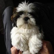 Shih tzu Rosa