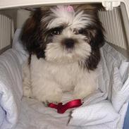 Shih tzu Rosa