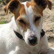Jack russell terrier Mojo R.I.P.
