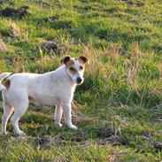 Jack russell terrier Mojo R.I.P.