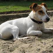 Jack russell terrier Mojo R.I.P.