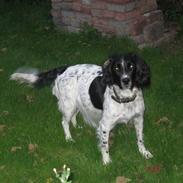 Engelsk springer spaniel Freia <3