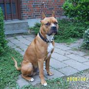 Amerikansk staffordshire terrier Simba R.i.p