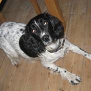 Engelsk springer spaniel Freia <3