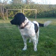 Engelsk springer spaniel Freia <3