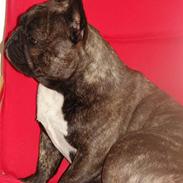 Fransk bulldog Kasse 