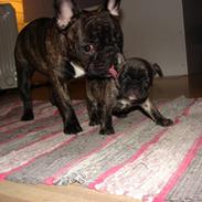 Fransk bulldog Kasse 