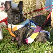 Fransk bulldog Kasse 