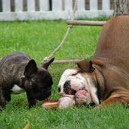 Fransk bulldog Kasse 